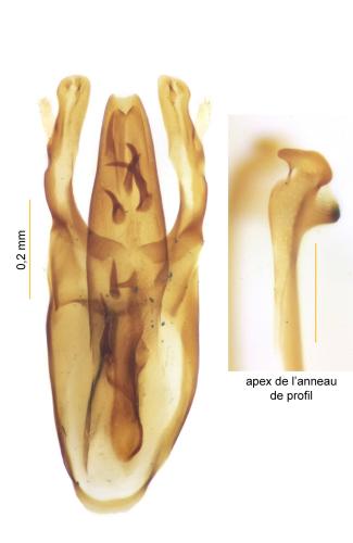 Réf. 349 569 : Xyletinus vaederoeensis
